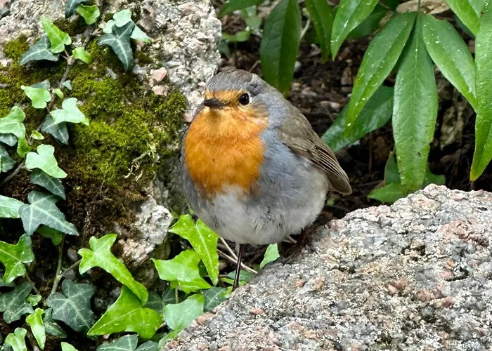 Luxury tent Cocoon Village *