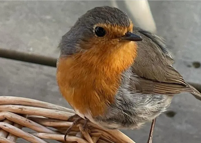 Luxury tent Cocoon Village *